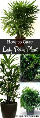 Ladyfinger palm is grown as evergreen ornamental plant and some species are cold tolerant plants and at outdoors in subtropical or lady palm or rhapis is a plant that is native to asia, japan and china. Rhapis Palm Care How To Grow And Care For The Lady Palm Plant Home Gardeners