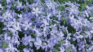 Image result for Ficalhoa