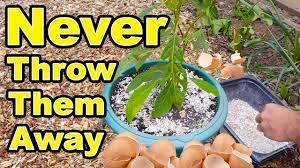 Often discarded as trash, you'll soon see that they have tremendous benefits as well. Never Throw Away Eggshells Again Amazing Gardening Hacks Youtube