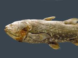 Image result for Coelachne africana