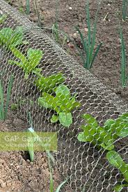 Check spelling or type a new query. Lettuce Plants Under Stock Photo By Michael King Image 1379225