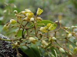 Image result for Secamone brevipes