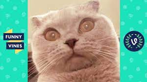 Try Not To Laugh Funny Animal Videos January 2019 Youtube