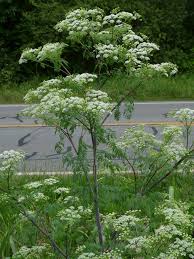 Image result for Conium