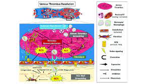 Patriarch kirill noted that he himself consumed gifts without any doubt and with confidence that the infection was not transmitted through them. The Role Of Ros In The Resolution Of A Venous Thrombus Oxidative Download Scientific Diagram