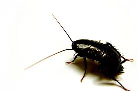 Neature Blatte Orientale