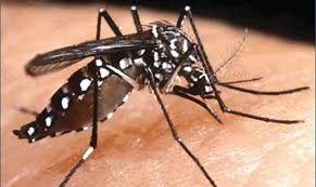 Dua kompaun dan satu notis pembersihan di bawah seksyen 8(1) akta pemusnahan serangga pembawa penyakit 1975 telah dikeluarkan terhadap pemilik premis yang dikesan membiak aedes, katanya dalam satu kenyataan di sini hari ini. 842 Kompaun Denggi Dikeluarkan Di Pahang