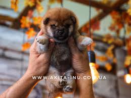 Black And Tan Shiba Inu For Sale Uk Very Serious Shiba Baby Shiba Puppy Puppies