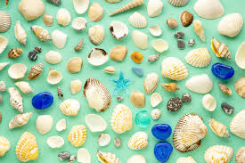 Clam shell decor nzd to usd. Flat Lay Of Sea Shells On A Mint Background 614583 Nature Design Bundles