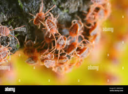 Image result for Tetranychidae grapevine