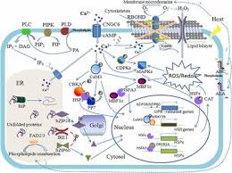 It regulates the movement of materials into and out of the cell and facilitates electrical signaling between them. Frontiers An Overview Of Biomembrane Functions In Plant Responses To High Temperature Stress Plant Science