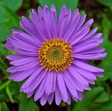 Aster Flower Aster Flower Aster Flower Tattoos Birth Flowers