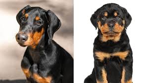 Known for being extremely loyal to their owners, each makes a wonderful pet for the right family. Doberman Vs Rottweiler The Ultimate Guide My Dog S Name