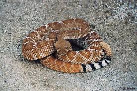 Red Diamond Looks Like A Red Western Diamondback Found Primarily In The Southwest Corner Of California And All Along Baja C Deadly Animals Snake Images Snake