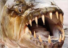 Nehir Canavari Goliath Tigerfish Hayvan Balik Korkutucu