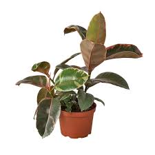 Image result for Ficus elastica
