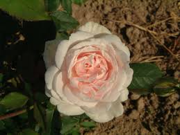 We did not find results for: Madame Alfred Carriere Rose Zartrosa Ca 300 500 Cm J Schwartz 1879 Rosa Madame Alfred Carriere Online Bestellen
