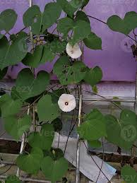 Image result for Ipomoea obscura