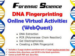 Dna Fingerprinting Online Virtual Activities Webquest This Dna Fingerprinting Online Virtual Activities Handout Will Gu Dna Fingerprinting Webquest Forensics