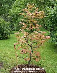 More winter tree pictures can be found at impressive winter tree pictures page. Sweetgum Trees Gumball Tree Types Leaves Identification Pictures