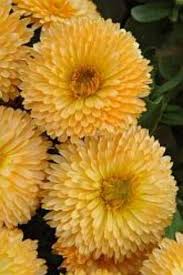 Pin On Flowers