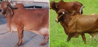 Gir Cow Milk Per Day Gir Cow Price Gir Cow Facts Agri Farming