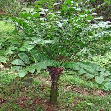 Image result for Alafia zambesiaca