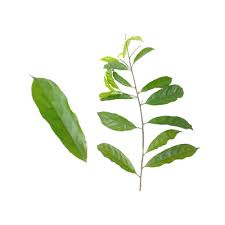 Image result for Hugonia