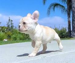 We also advertise stud dog services and other puppy for sale related items. Distinguishing Features Of Cream French Bulldogs Askfrenchie Com