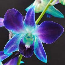 Fresh Blue Dendrobium Orchid Blue Orchid Galaxy Orchid Real Orchid Dendro Wedding Flowers Fres Dendrobium Orchids Blue Orchid Flower Blue Orchids Plant