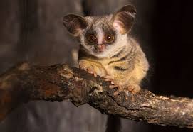 This Feb 19 2013 Photo Provided By The Lincoln Park Zoo In Chicago Shows A Moholi Bushbaby That Was Born At The Zoo In Ja Weird Animals Animals Happy Animals