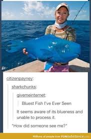1 Fish 2 Fish A Really Big Blue Fish Funsubstance Funny Pictures Laugh Funny