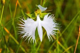 Image result for Habenaria edgarii
