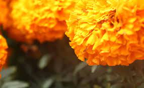 Cempasúchil name comes from the náhuatl cempohualxochitl which. Cempasuchil The Flower Of The Dead