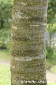 Image result for Maranthes