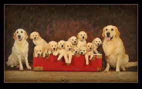 New and used items, cars, real estate, jobs, services, vacation rentals and more virtually anywhere in ontario. Autumn Lake Golden Retrievers Golden Retriever Puppies Virginia