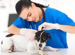 Blue cross pet clinic, san antonio, texas. Home Ahmedabad Doctors