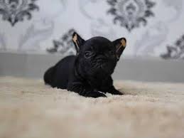 Bouledogue or bouledogue français) is a breed of domestic dog, bred to be companion dogs.the breed is the result of a cross between toy bulldogs imported from england, and local ratters in paris, france, in the 1800s. French Bulldog Puppies Black Brindle Super Cute Youtube