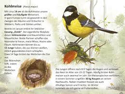 Image result for Kohlmeise vogelhouse
