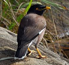 Birds Identification Of Australian Birds Sydney And Blue