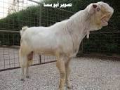 Introducing The Handsome Damascus Goat • Lazer Horse