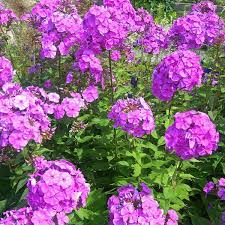Phlox divaricata 'blue moon' growing and maintenance tips. How To Grow Garden Phlox For A Late Summer Bloom Dengarden