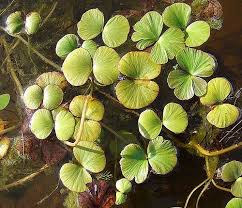 Image result for Marsileaceae