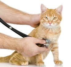 Cancer in cats is the leading cause of death among cats. What Blood Tests Can Tell You About Your Cat S Health North Elm Animal Hospital