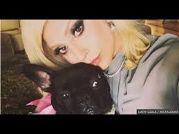 Lady gaga is offering a 500,000 reward following reports that her dogs have been stolen. Lyva3tlzkwmezm