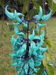 Image result for Strongylodon macrobotrys