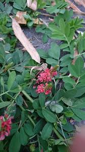 Image result for Indigofera kirkii