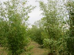 Image result for Bambusa balcooa