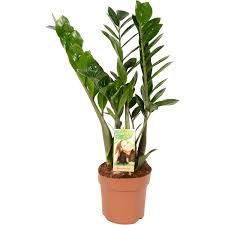 Image result for Zamiokulkas Zamioculcas