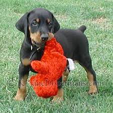 Too Adorable Doberman Pinscher Puppy Doberman Puppies For Sale Doberman Dogs